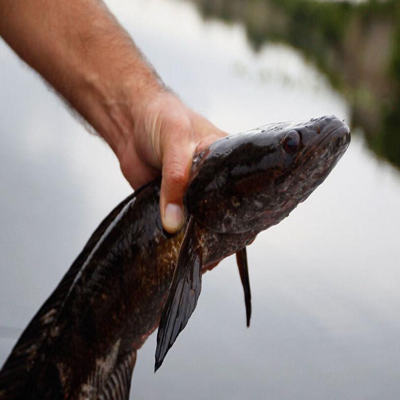 A snakehead fish has apparently breached B.C. (Cue the horror)