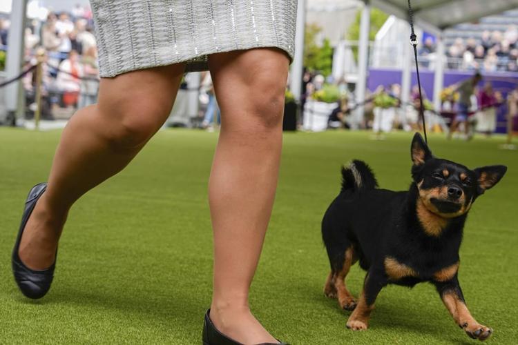 At Westminster dog show, a display of dogs and devotion