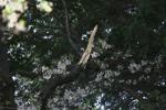Collapse of Tokyo's aging cherry blossom trees during viewing season raises safety concerns