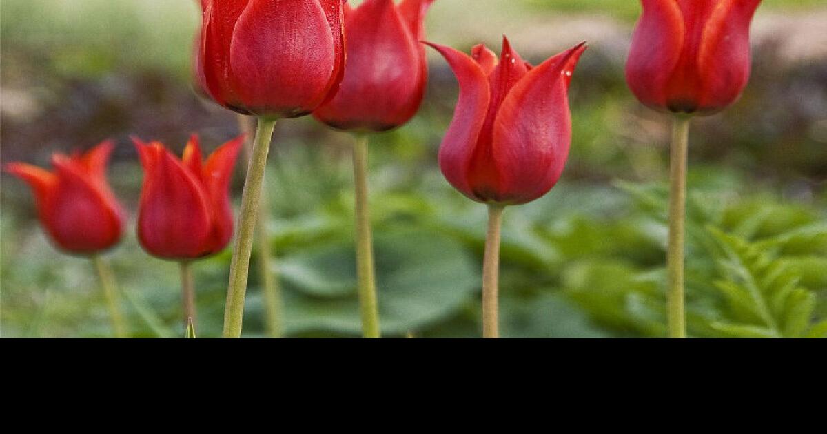 Planting tulip bulbs just before the ground freezes keeps squirrels from digging them up