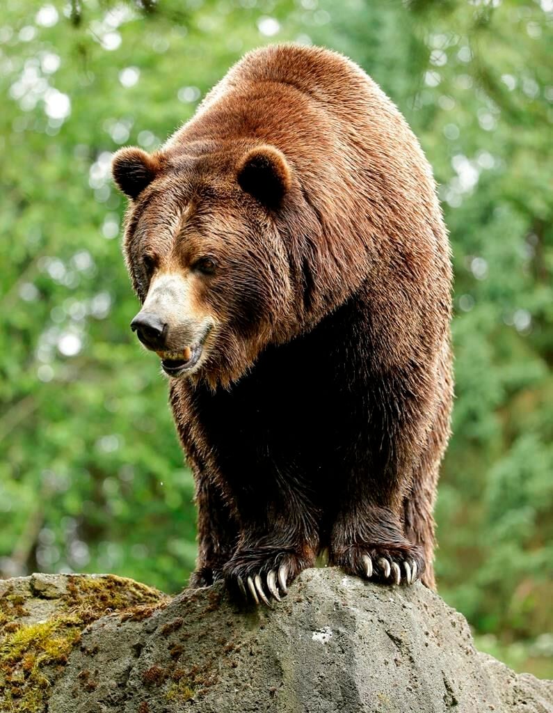 Feds Scrap Plans To Reintroduce Grizzlies To North Cascades