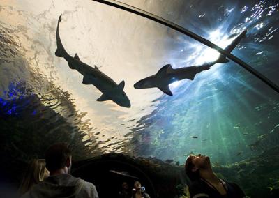 pc28Public Health warning of potential measles exposure at Ripley's Aquarium