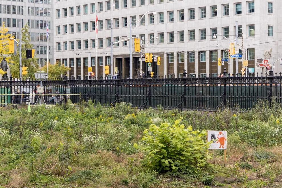 Ontario Line Osgoode Hall’s removed trees are growing back