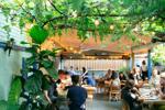 PARADISE GRAPEVINE BLOOR9912.jpg