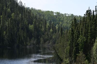 Canada's forests the earth's 'waterkeeper': U.S. environmental group