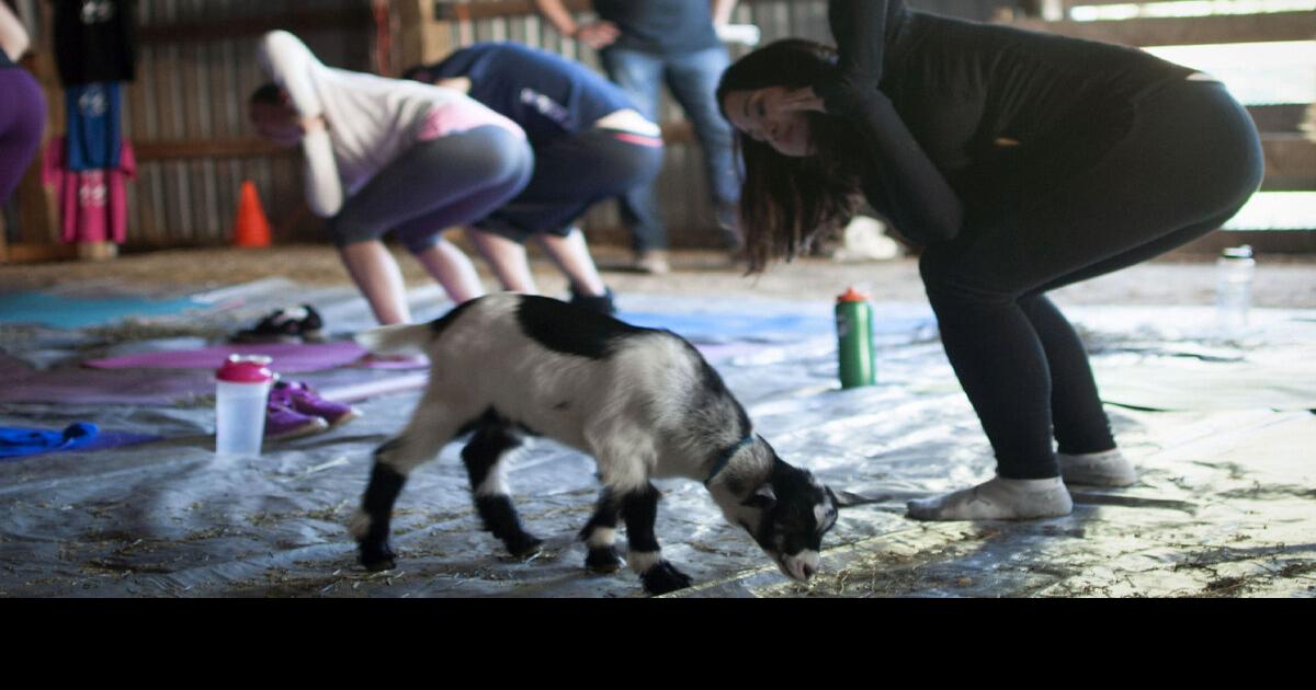 GOAT yoga set to become the latest craze as classes on Oregon farm sell out