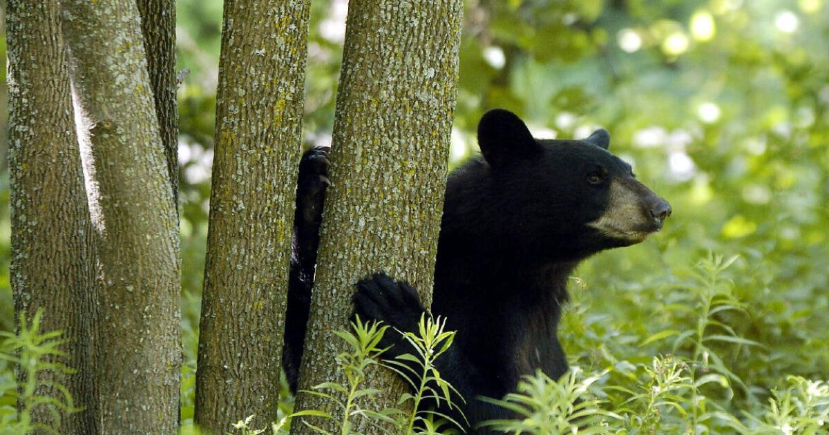 One Is Too Many: War On The North: When Mike Harris Killed Ontario's