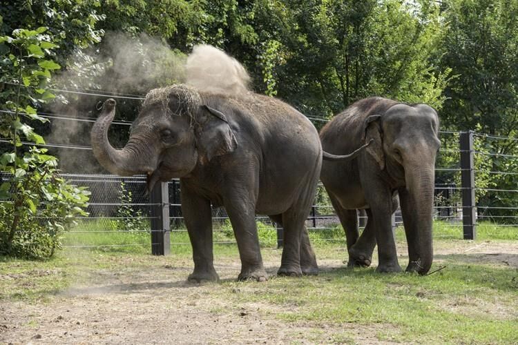 Elephant dies at St. Louis Zoo shortly after her herd became agitated