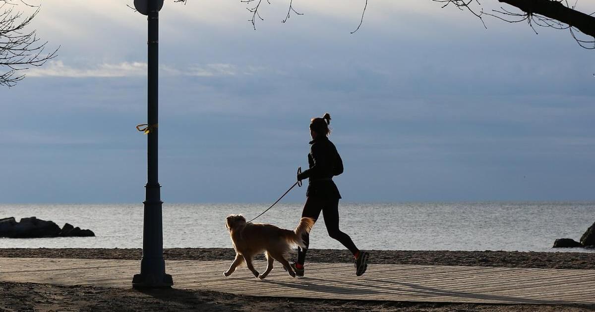 On A Leash Scan 25 Vf Dogs begin to scan the area each time the leash tightens