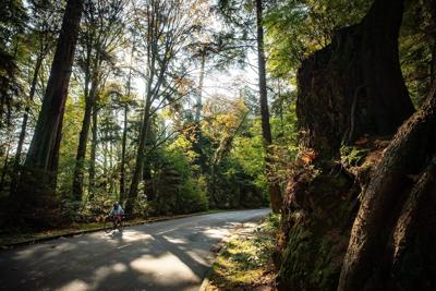 Woman found in Stanley Park bathroom after violent sex assault, man arrested nearby