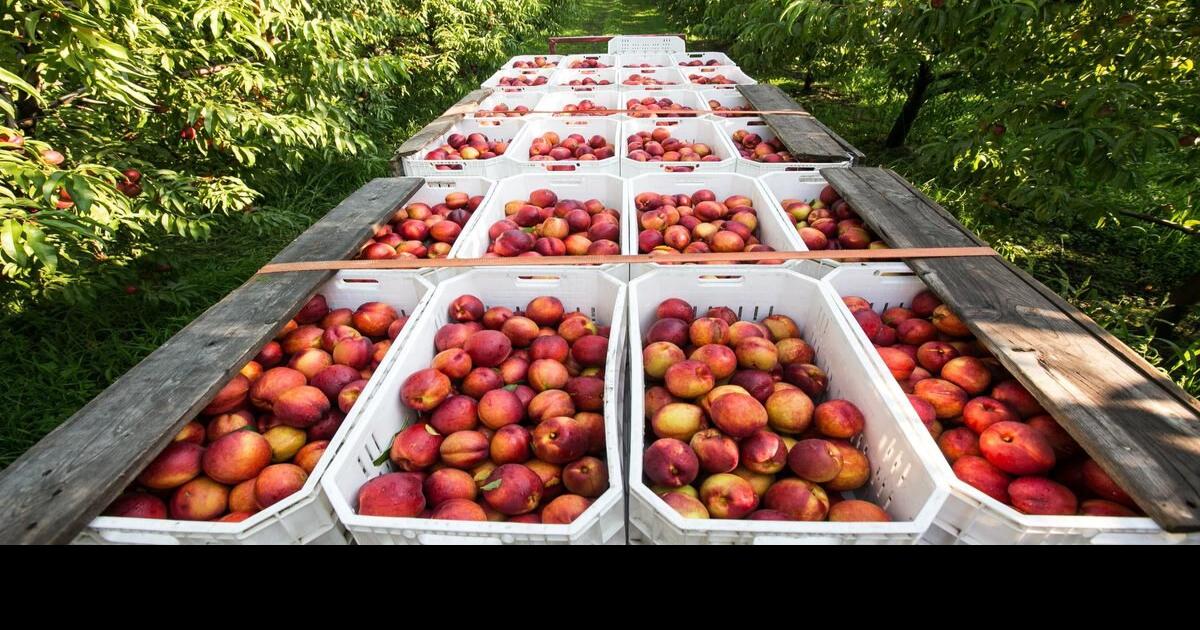 Fruit and vegetable growers are not driving prices increases at the market - Toronto Star