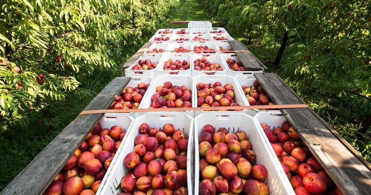 Fruit and vegetable growers are not driving prices increases at the market - Toronto Star