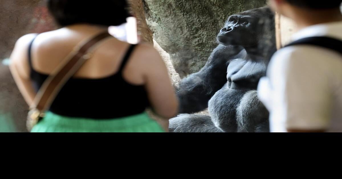 The Toronto Zoo wants you to stop showing the gorillas your cellphone. Here’s why