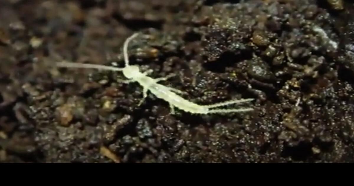 Newly discovered insect found in B.C. caves could be a survivor from ...