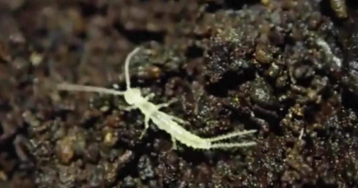 Newly discovered insect found in B.C. caves could be a survivor from ...