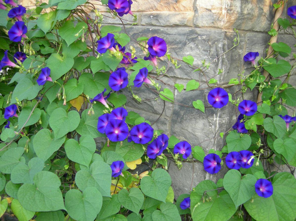 Let's hear it for glorious, common morning glories