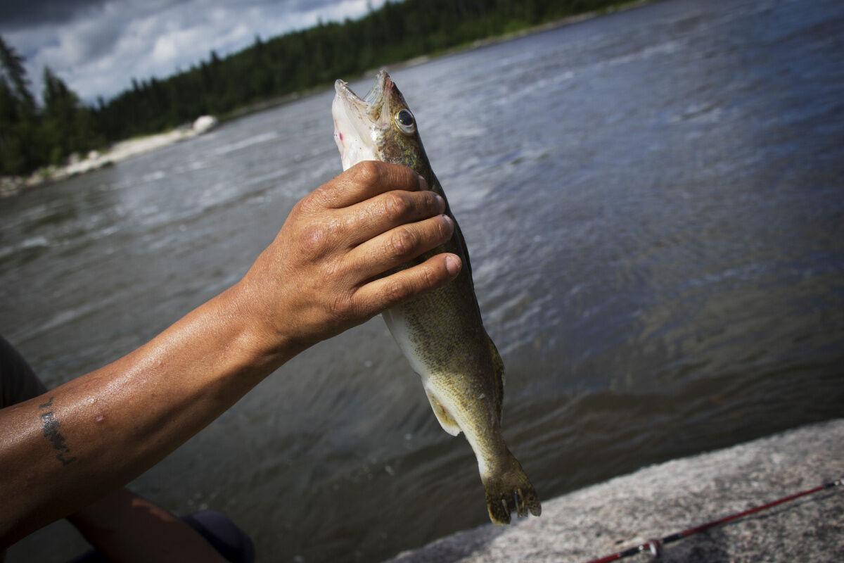 Grassy Narrows residents eating fish with highest mercury levels in province