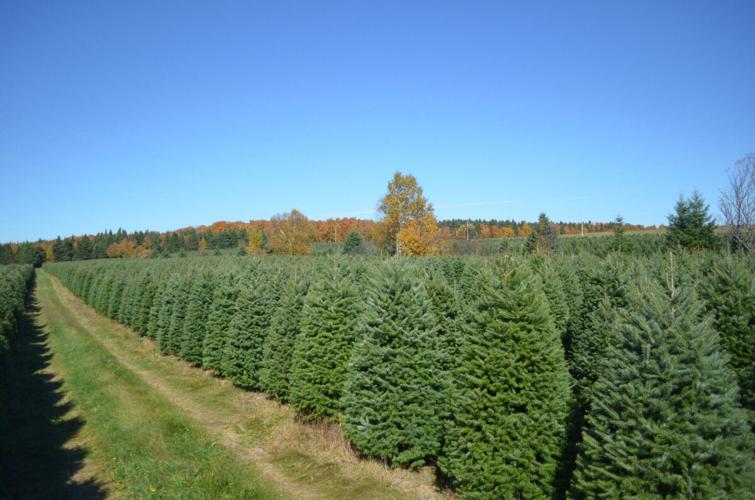 How Canadian Christmas trees end up all over the world