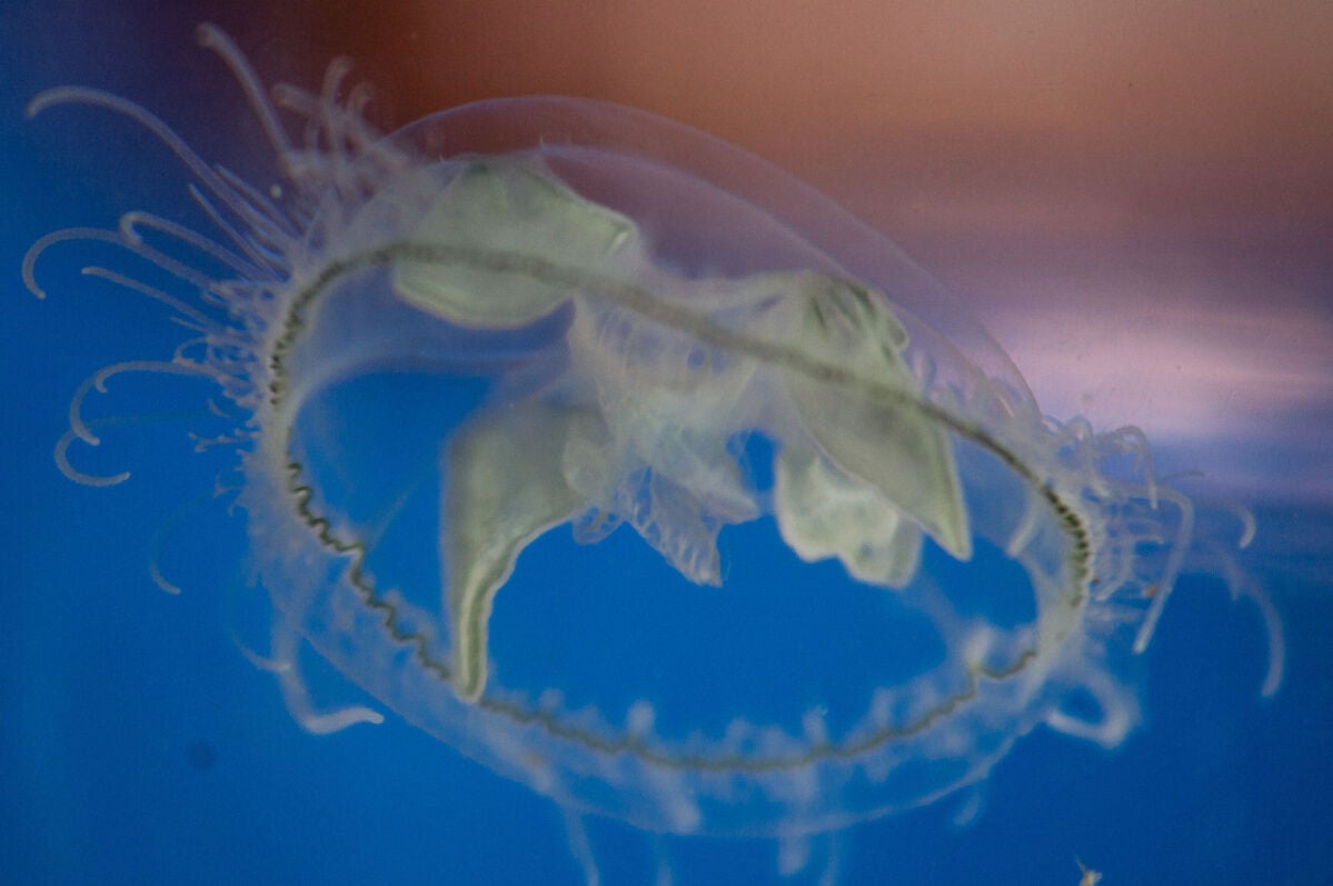 Freshwater jellyfish surprise swimmers and boaters in Ontario lakes
