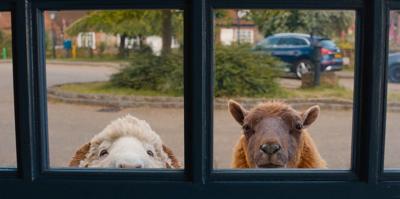 Movie Review: In 'The Sheep Detectives,' the private eyes have wool over their eyes
