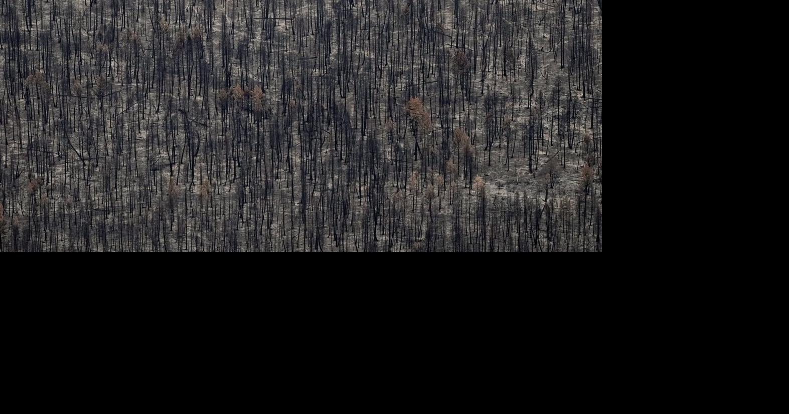 B.C. mills processed more than one million cubic metres of wildfire chips in 2024-25