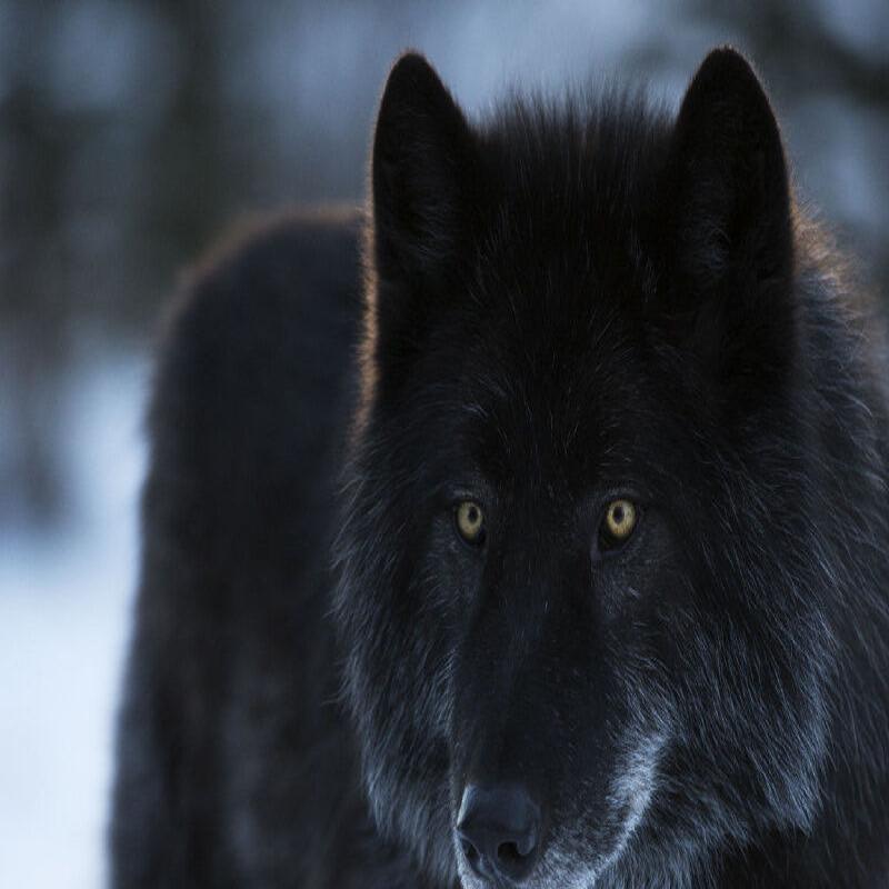 black wolf dog