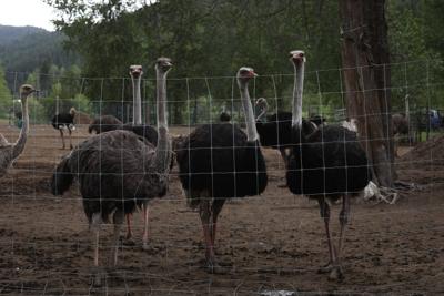 Mounties investigate ostrich death at B.C. farm facing cull order