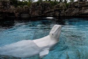 Marineland belugas that died in Chicago had chronic disease, aquarium says