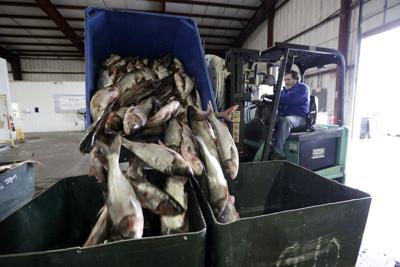 Trump administration promises Illinois it will pay to keep carp out of the Great Lakes