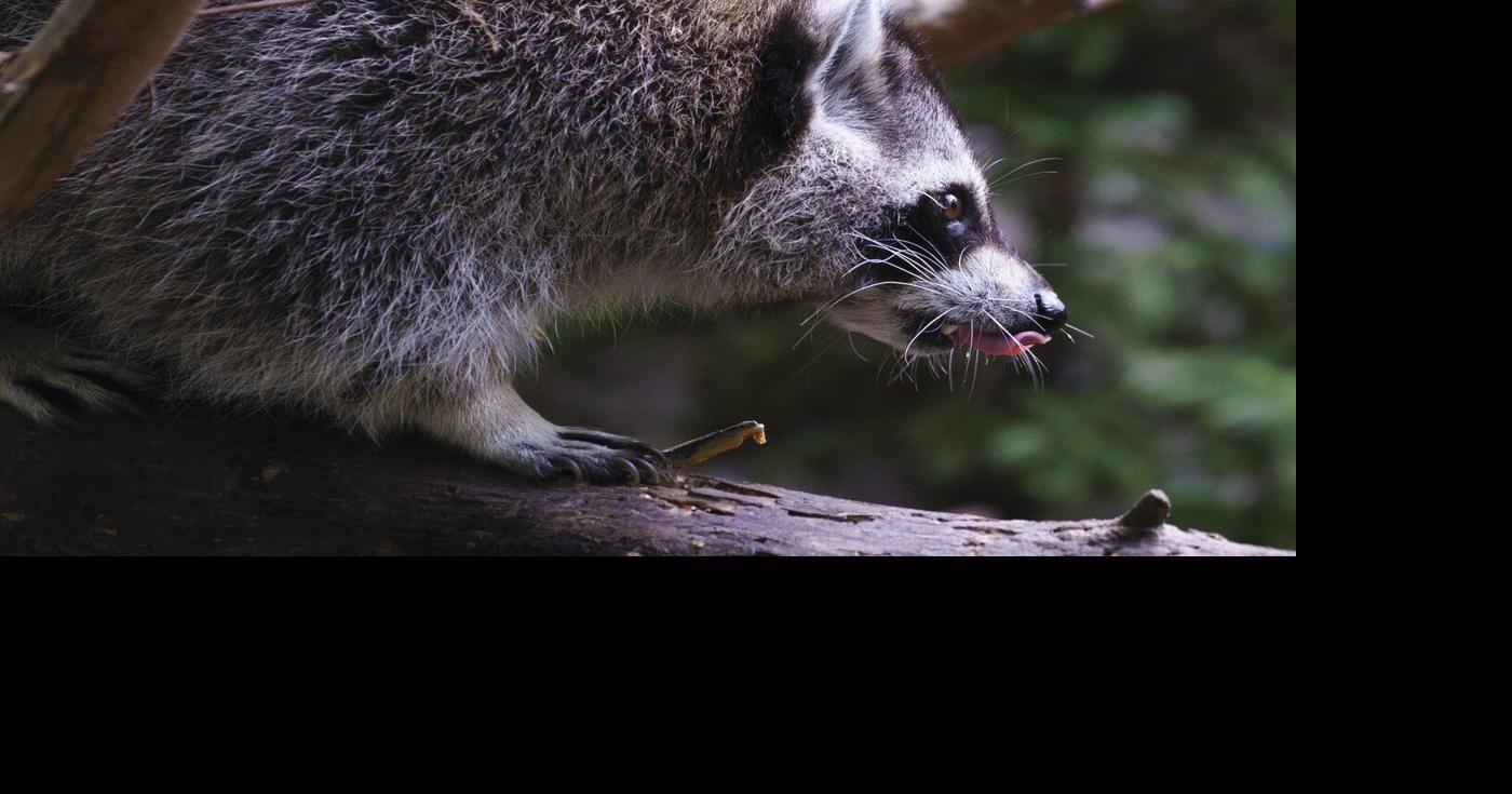 Raccoon rabies outbreak still growing, Quebec public health officials say