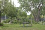 Environment Canada confirms tornado in London, Ont., reports one death following severe storm in Huntsville