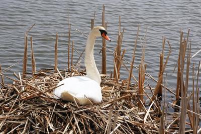 swans-in-nest.JPG