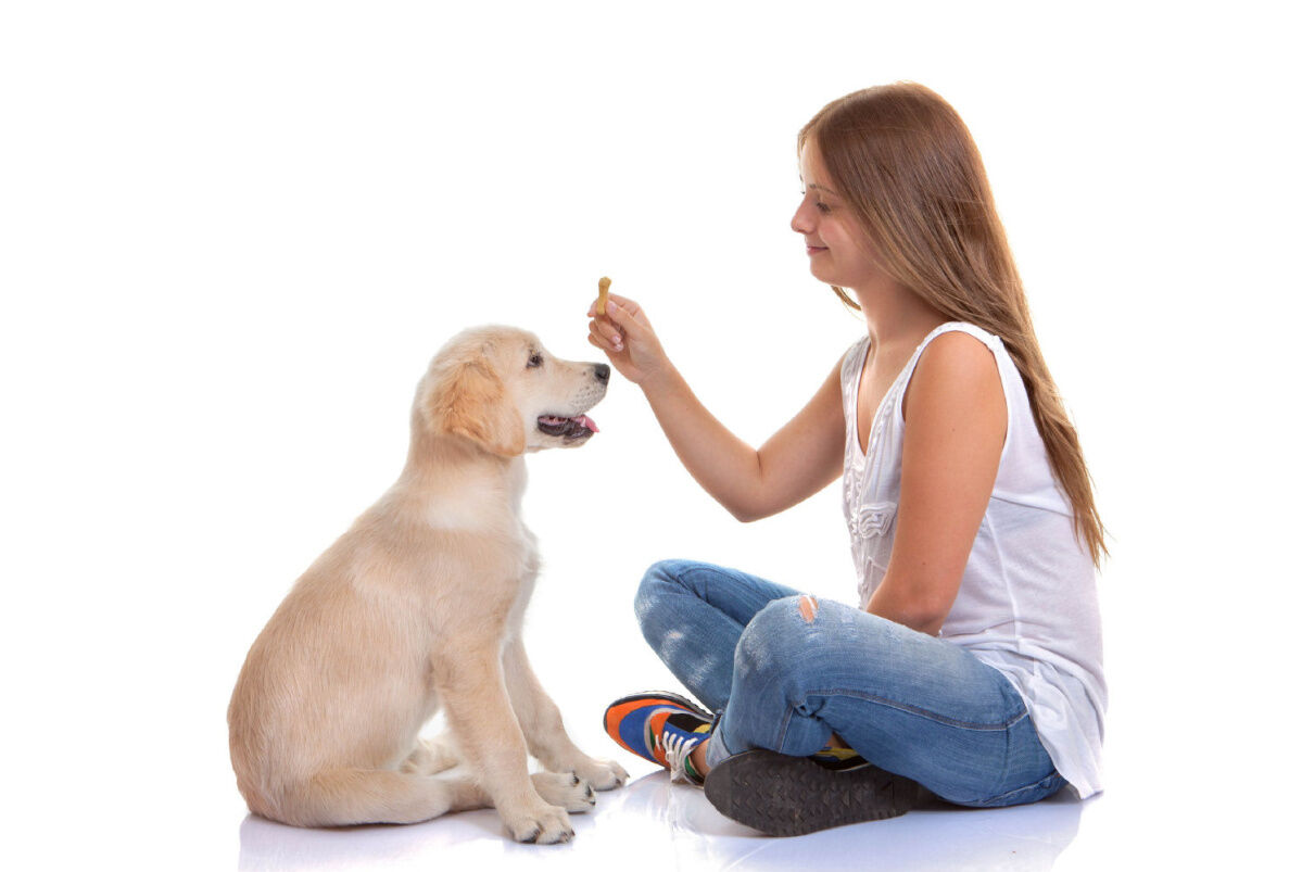 Playtime vs training: How to set boundaries with your dog & his toys -  Tails in the City Liverpool