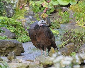 Wild turkeys are back in Toronto, a century after being wiped out in Ontario