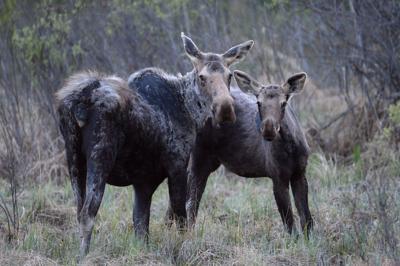 'Complete collapse': Manitoba First Nation takes province to court over moose hunting