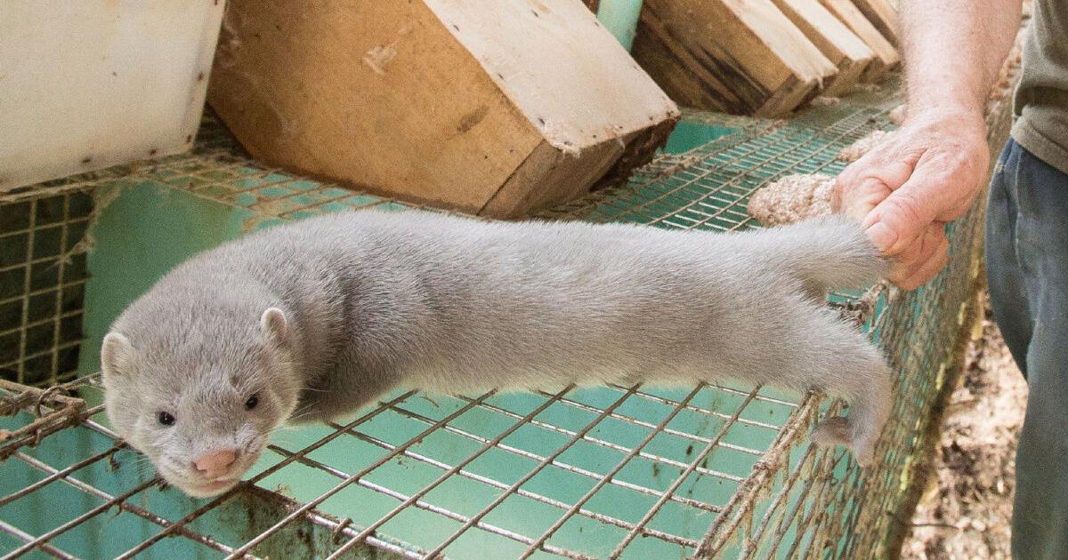 6,800 mink released in latest fur farm break-in