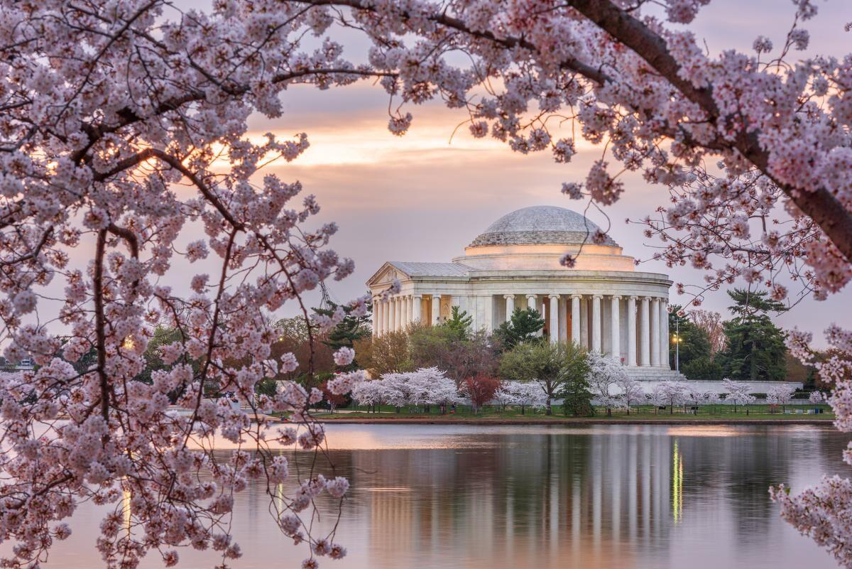 MLB - The D.C. Cherry Blossoms have arrived early this