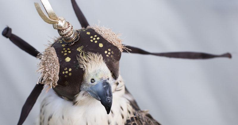 The tradition of Falconry