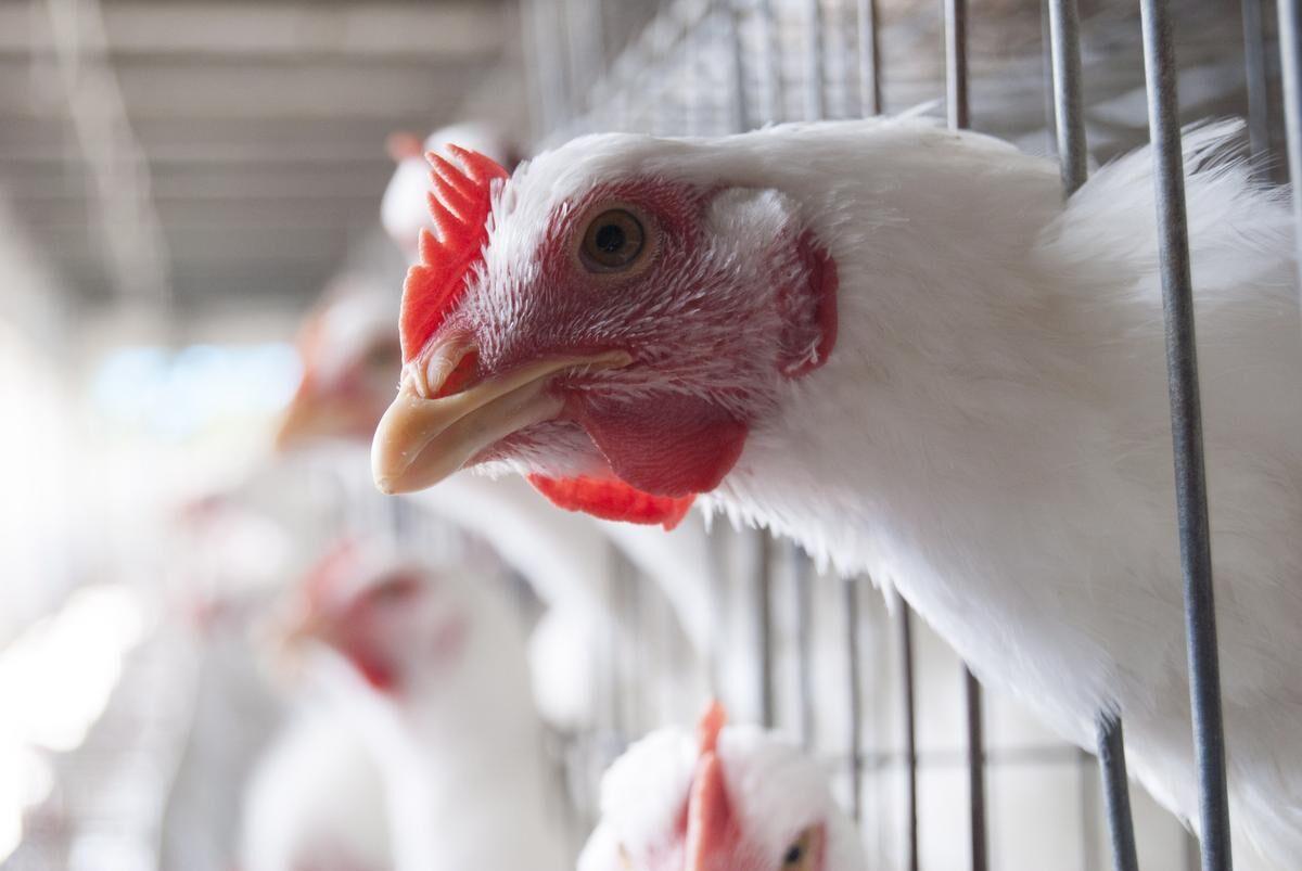 B.C. chicken-catching company denies neglect, cruelty accusations