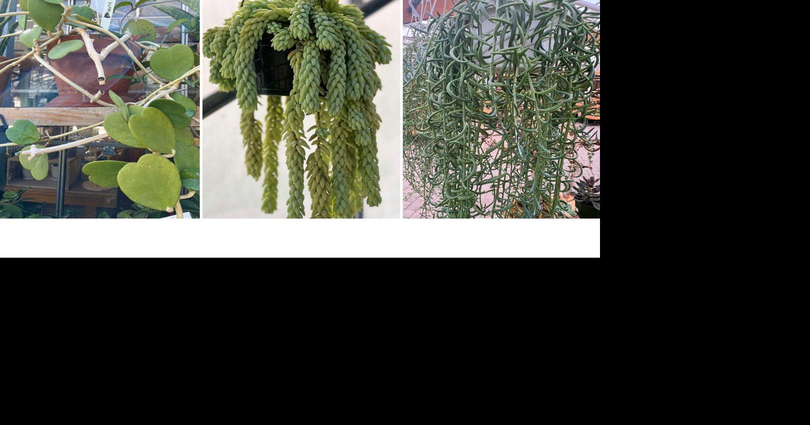 Meet the succulents that look like dolphins and hearts