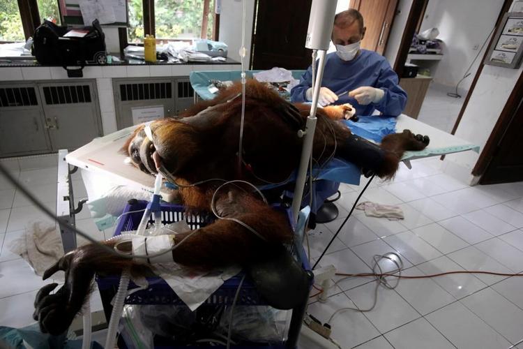 Orangutan mother blinded by air gun pellets in Indonesia