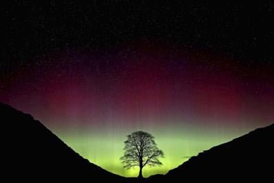 Sycamore Gap vandals face their fate in English court for felling beloved tree