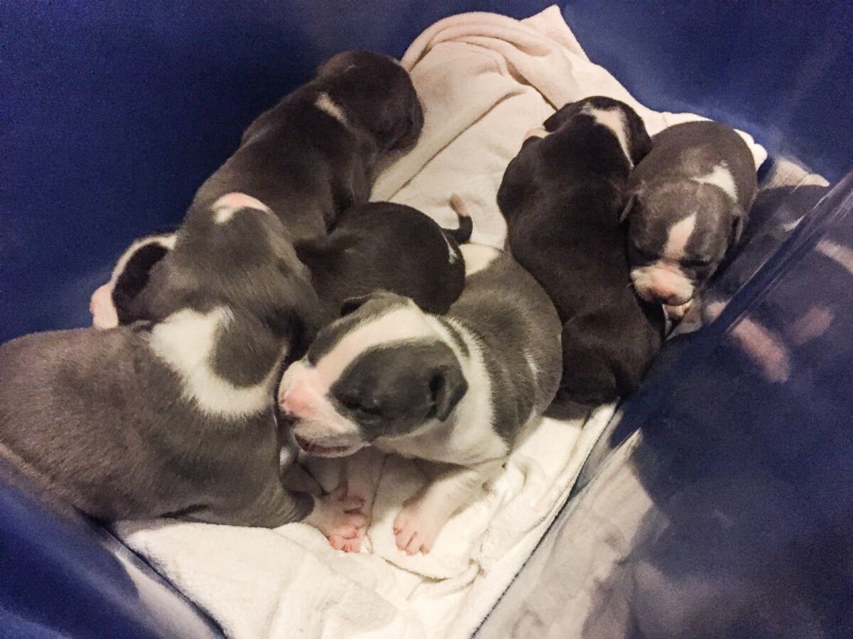 Short legged pitbull outlet puppies for sale