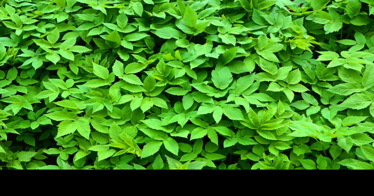 Can you tell a weed from a flower?