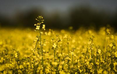 Canola Canada.JPG