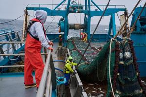 The fish behind America’s fish sticks is fueling a fight over trawling in Alaska