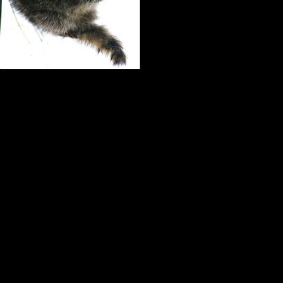 Raccoons can spread the flu