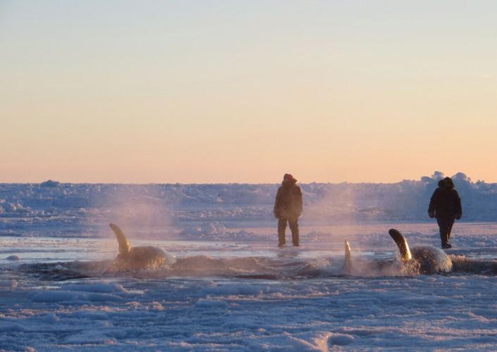 PHOTOS Killer whales trapped in Arctic ice