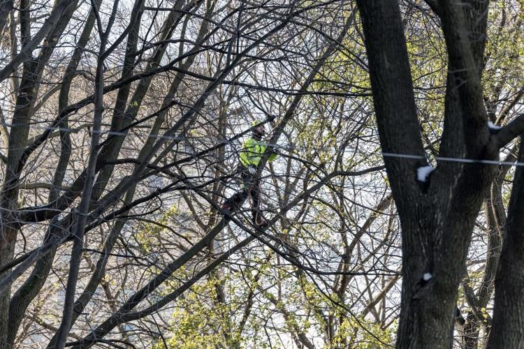 Metrolinx plans to cut down historic Osgoode Hall trees after all