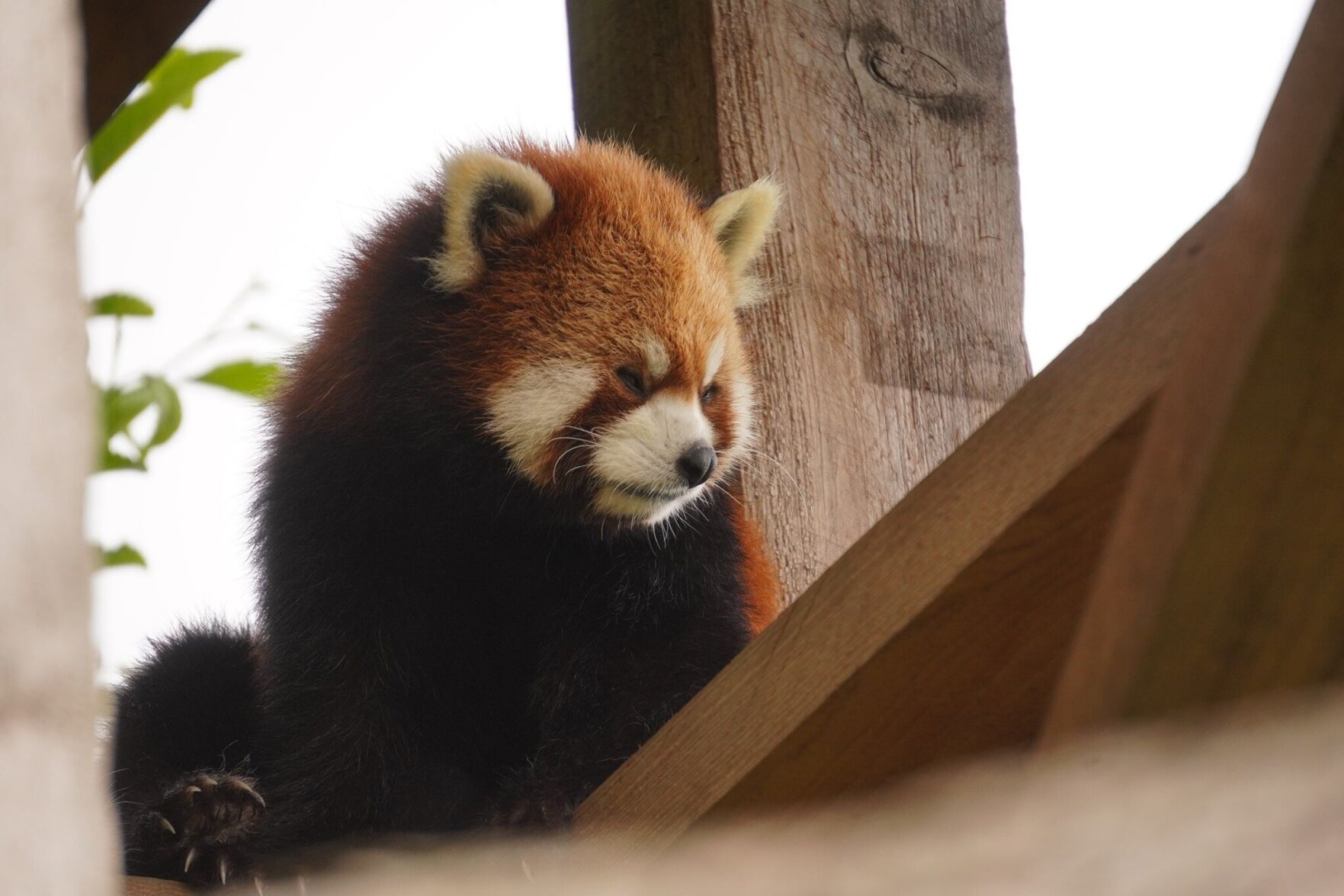 11yearold Toronto Zoo red panda dies from cardiac arrest
